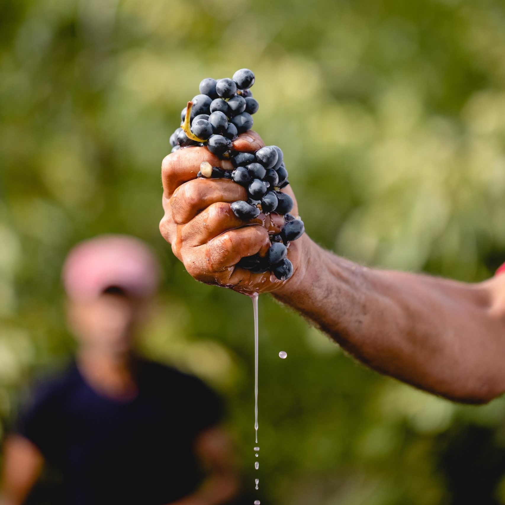 guided tour man holding grape